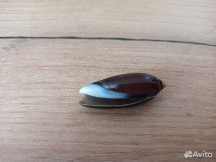 Морская раковина