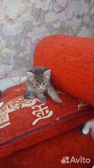 Шотландская вислоухая кошка,сиамская пушистая