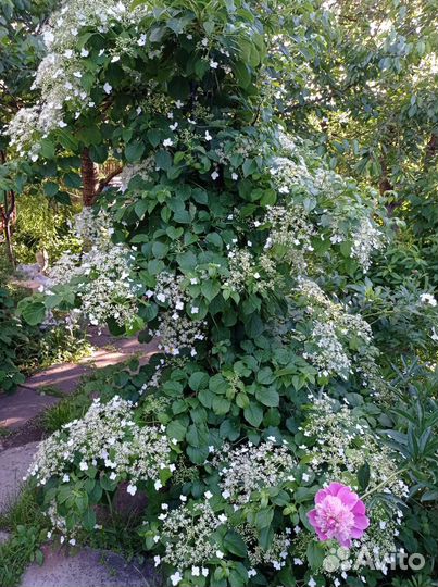 Гортензия черешковая Петиоларис