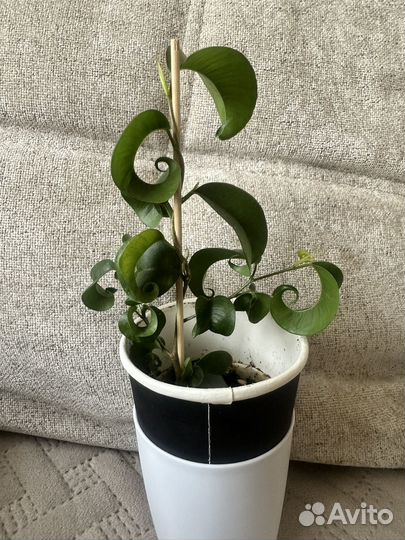 Фикус Букле