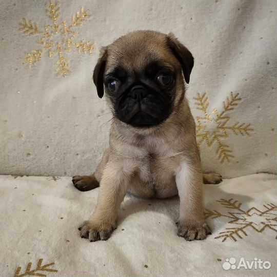 Щенки Мопса