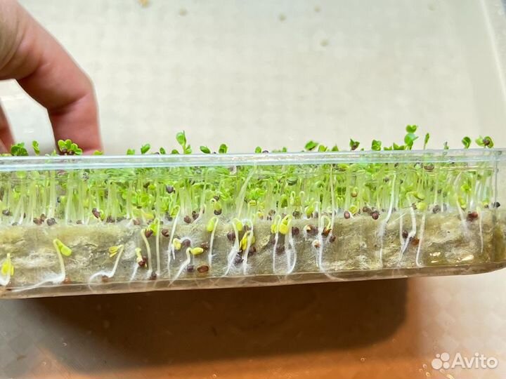 Агровата некондиция для выращивания 500шт