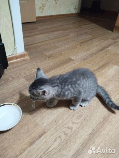 Котенок бесплатно