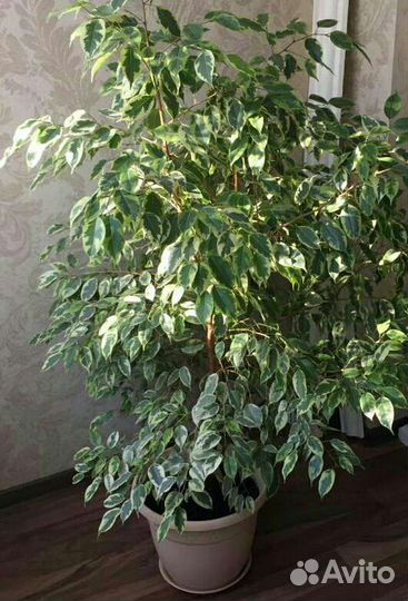 Фикус бенджамина