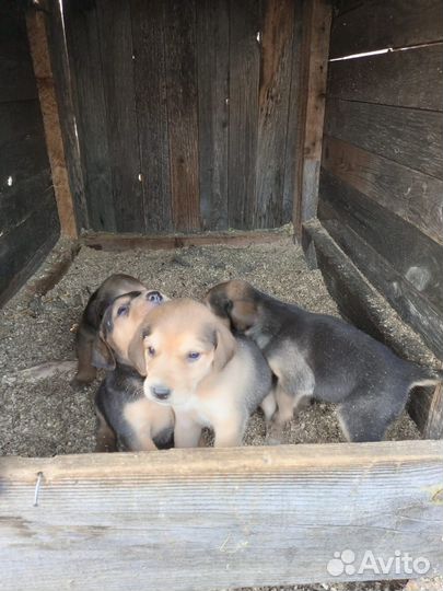 Собака русская гончая