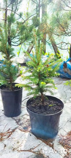 Ель сибирская (зкс)