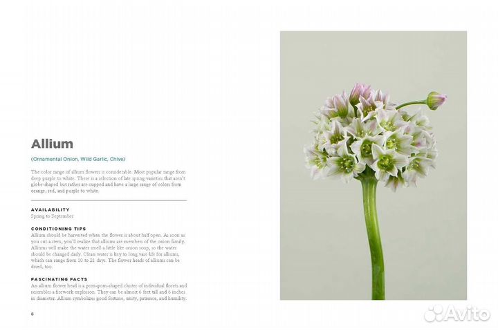 The Encyclopedia of Cut Flowers