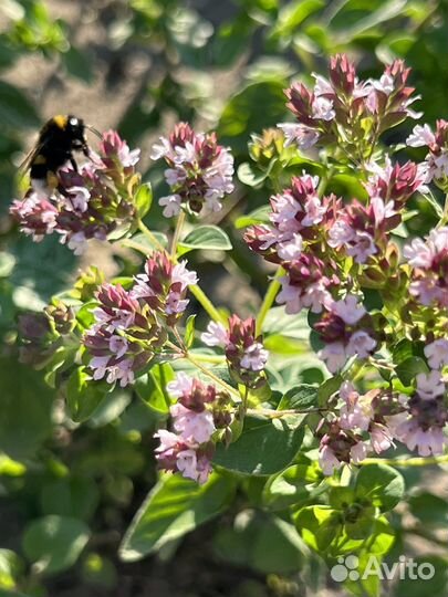 Душица (орегано)