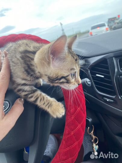 Бенгальская кошечка