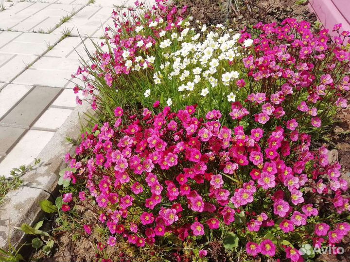 Мох ландшафтный цветущий