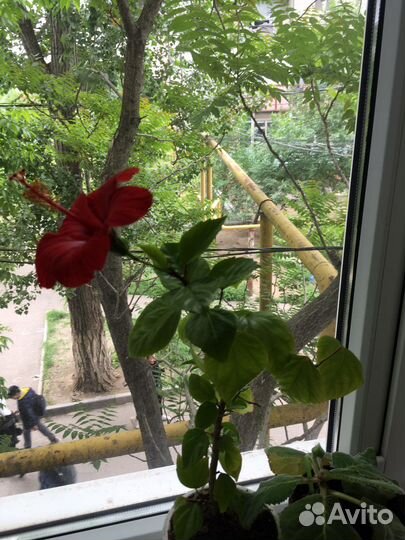 Китайская роза