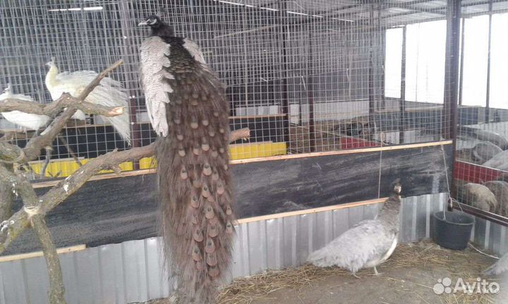 Декоративные птицы