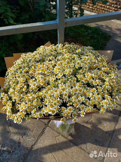 Ромашки, доставка цветов