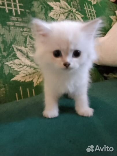 Шотландский котёнок