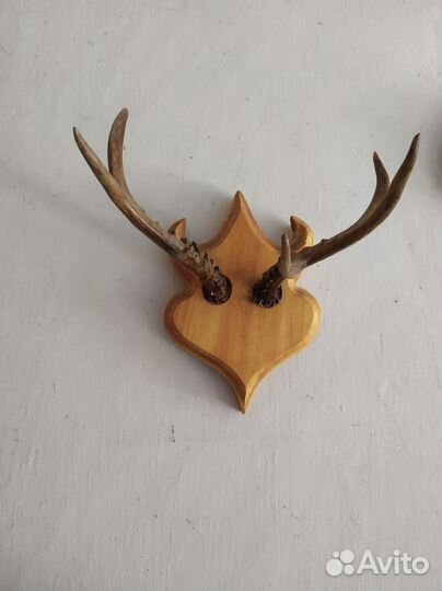 Рога Сибирской касули