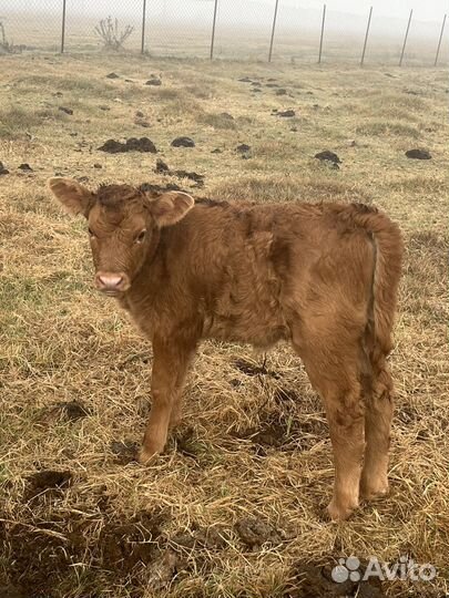 Маленький теленок