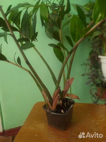 Комнатные растения цветы