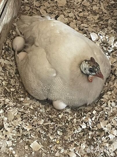 Яйца цесариные,куриные,перепелиные столовые