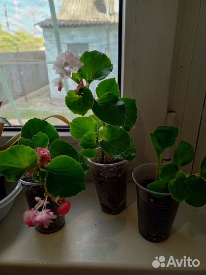 Бегония махровая, вечноцветущая