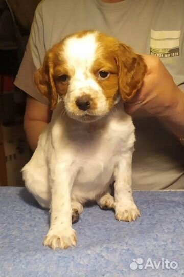 Щенки бретонского эпаньоля