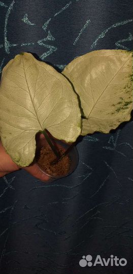 Сингониум Purple, Bold tetra