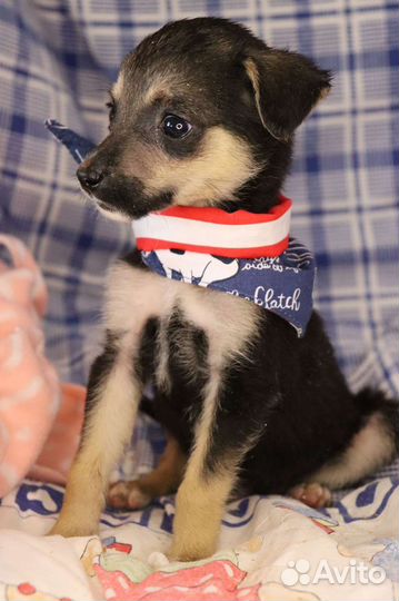 Щенок в поисках дома