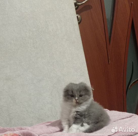 Британская кошечка