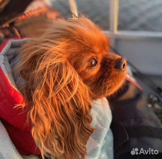 Спаниель королевский ккчс