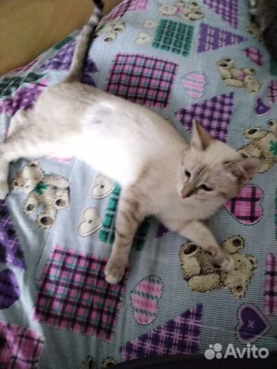 Молодая кошечка в добрые руки