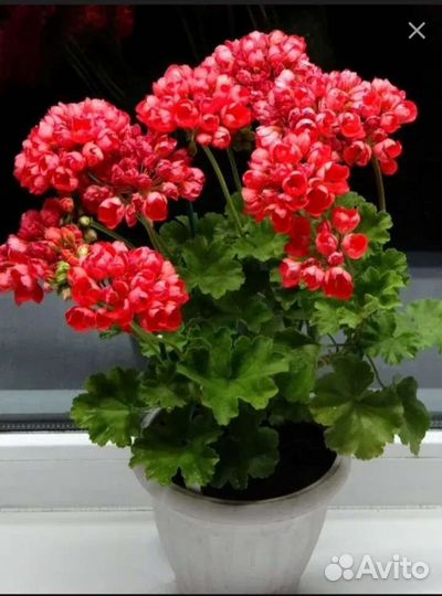 Тюльпановидная герань