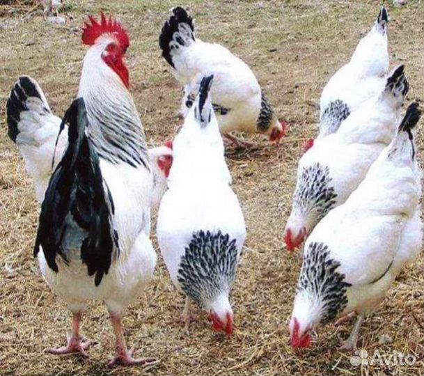 Цыплятки суточные,подрощенные