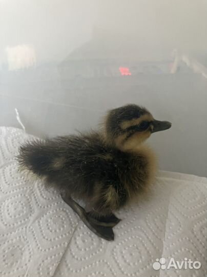 Утки индийский бегунок