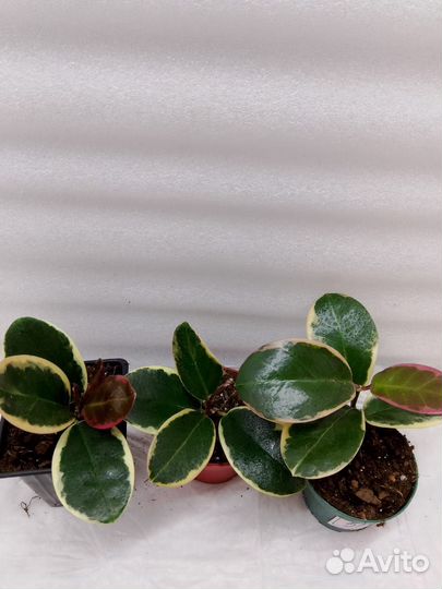 Комнатные растения цветы