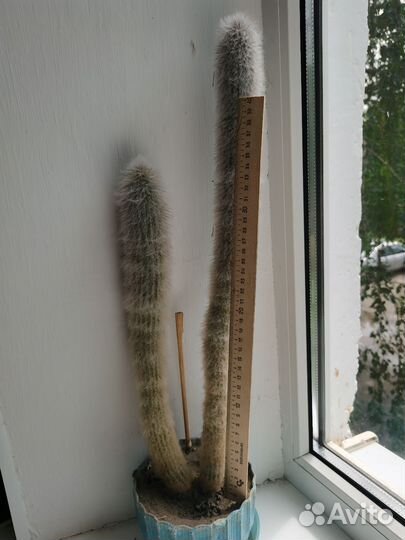 Большой кактус