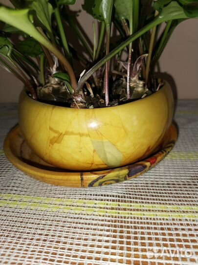 Комнатное растение дримиопсис