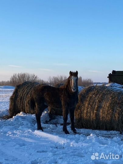 Жеребчик