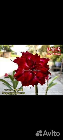 Прививки Адениума