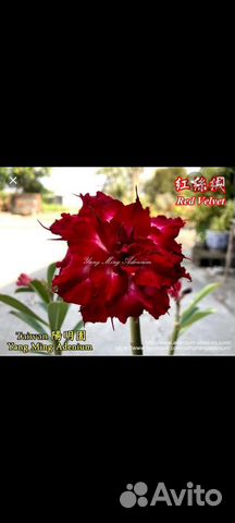 Прививки Адениума