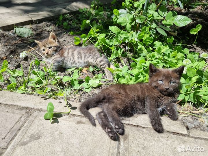 Котята мейн-кун