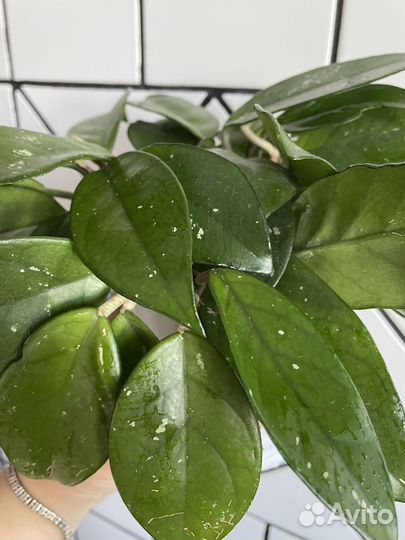 Хойя отростки