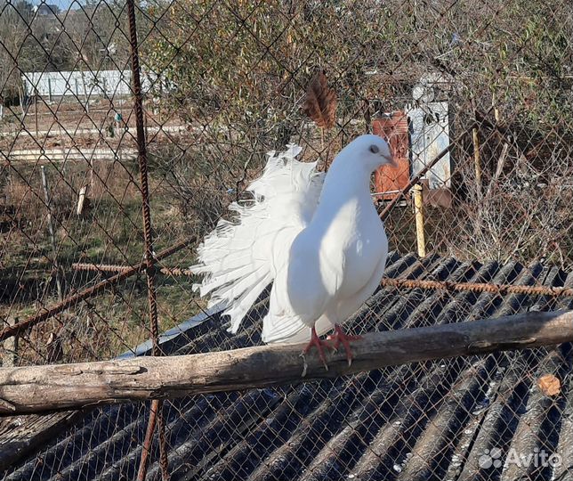 Продажа голубей