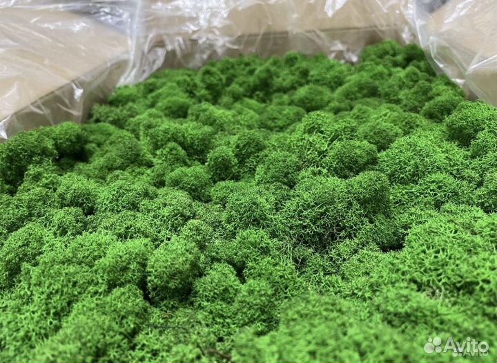 Стабилизированный мох