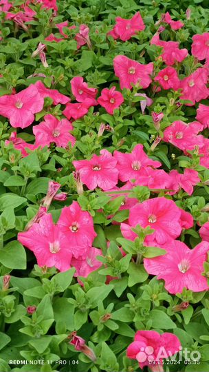 Рассада цветов