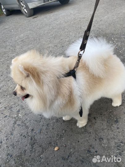 Немецкий шпиц