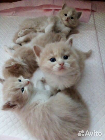 Кошки