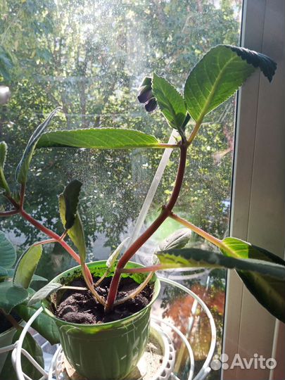 Глоксиния цветущая