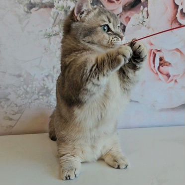 Китайский Танк, взрослый кот