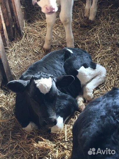 Телята бычки на откорм бесплатная доставка