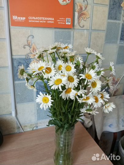 Букеты из ромашек
