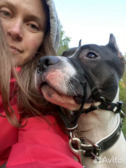 Выгул собак / Догситтер/Зооняня